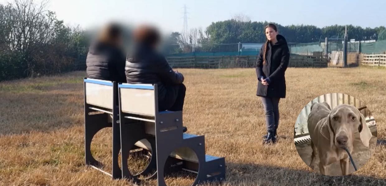 A "Report" l'orrore sui cani di razza tra presunti casi di doping e possibili pedigree falsi