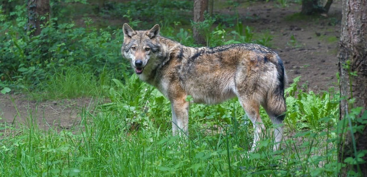 Svezia, al via la caccia al lupo tra le proteste degli ambientalisti