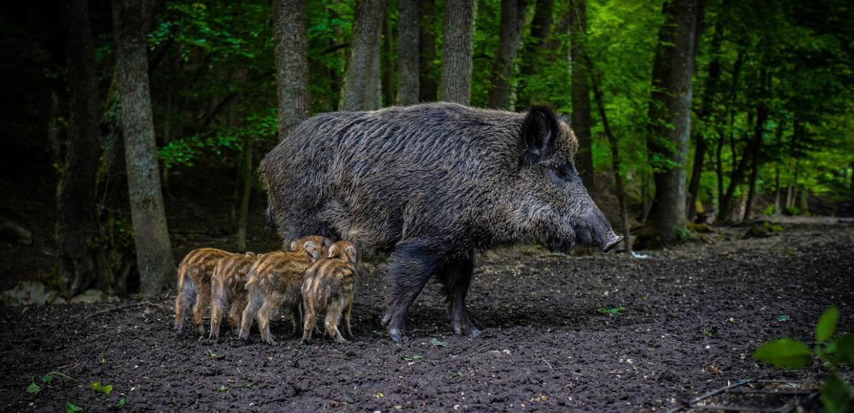 Torino, caccia al cinghiale in un parco cittadino. M5S: "Il Far West"