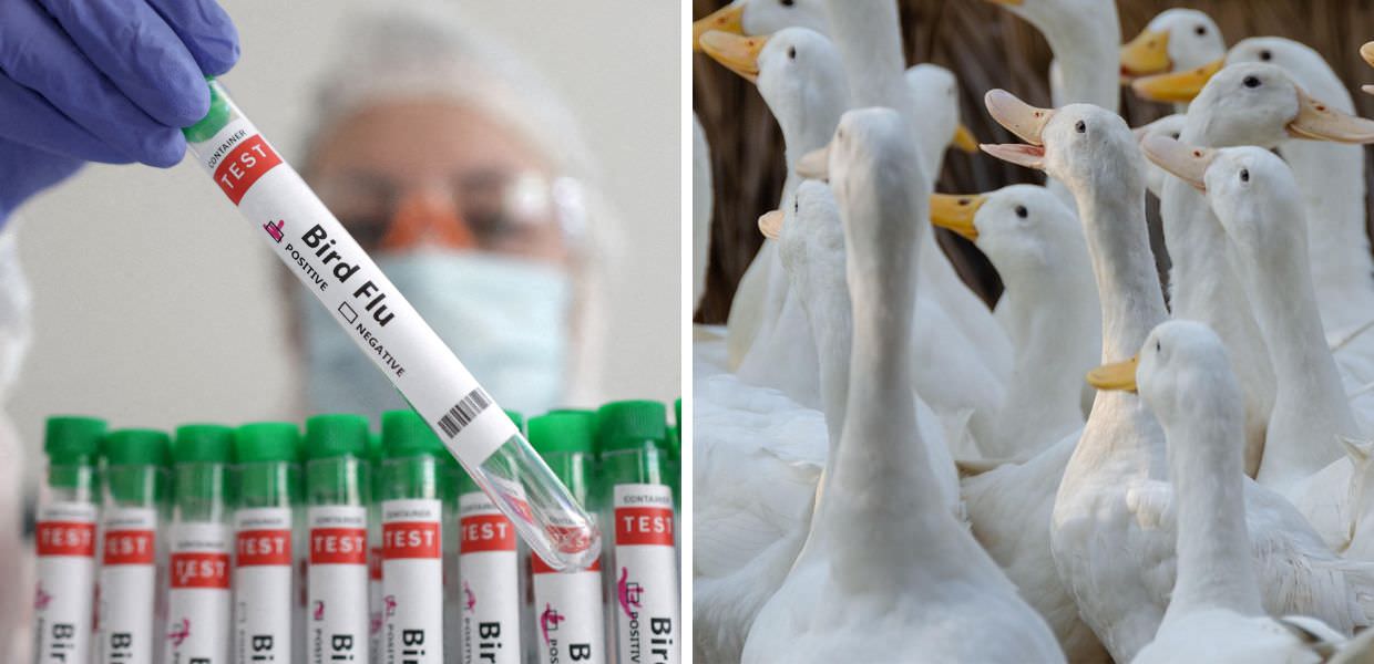 Influenza aviaria negli USA, soppresse oltre 100.000 anatre