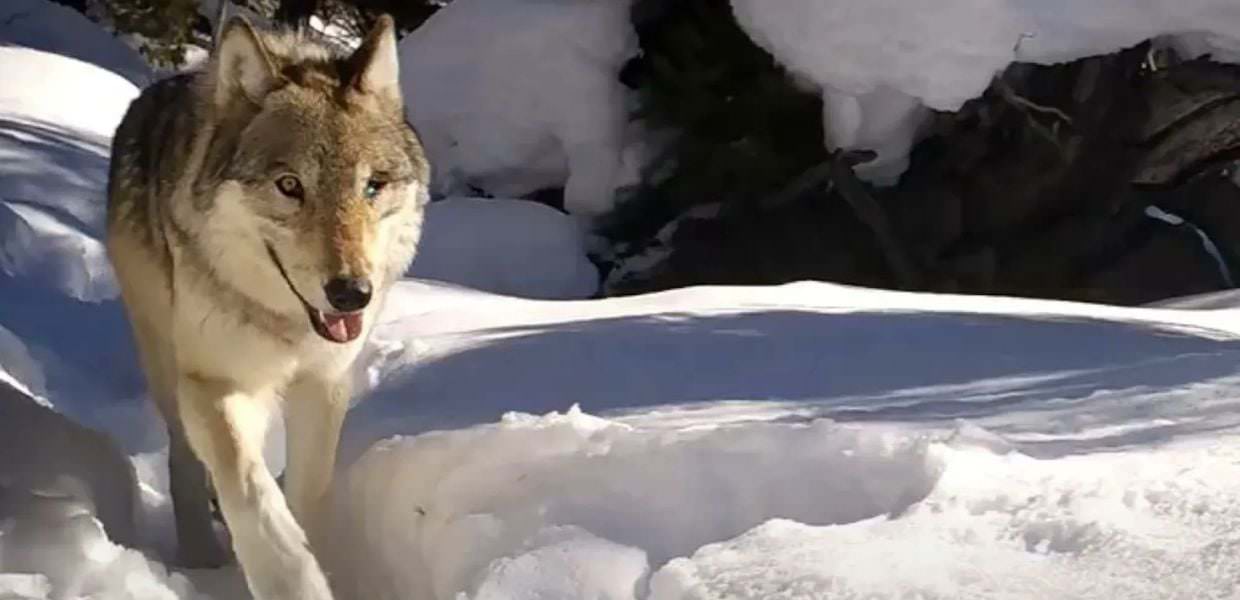 Addio alla "Regina dei lupi": 907F aveva 11 anni, un occhio solo e decine di cuccioli