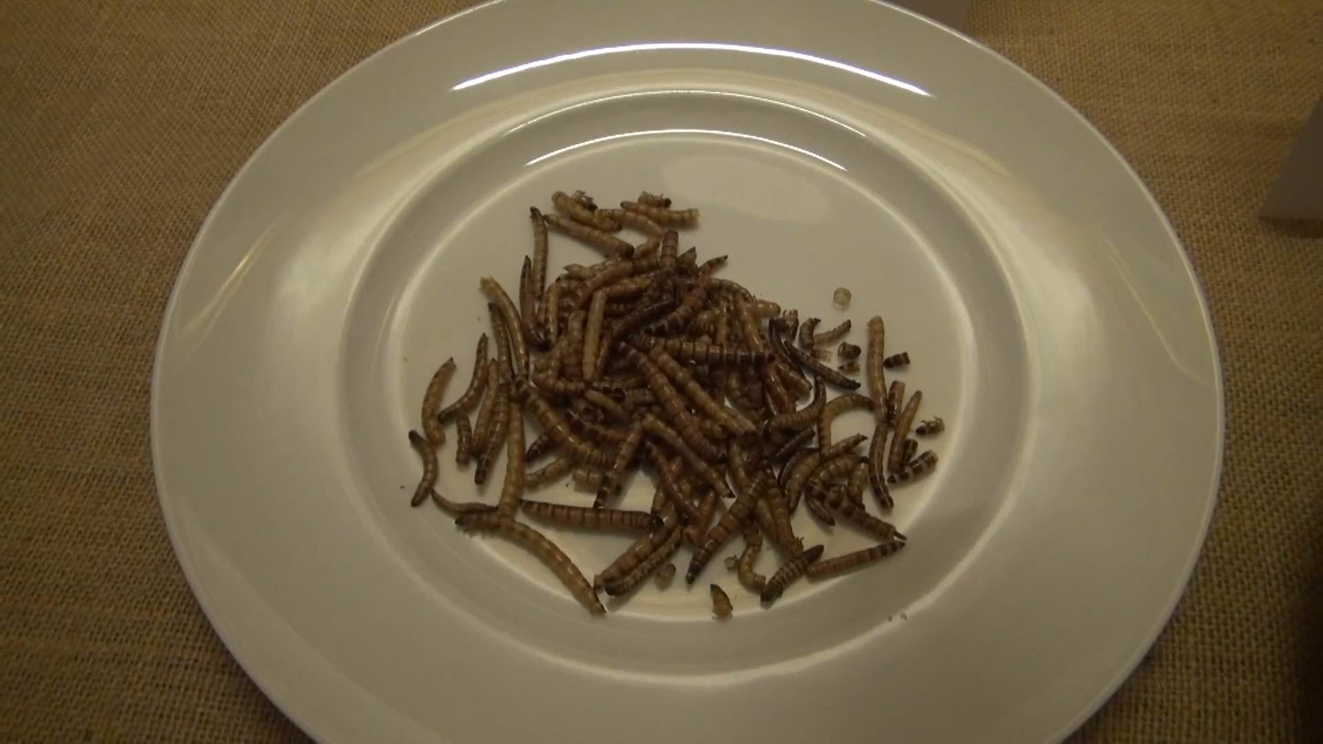 Farina di insetti, Coldiretti: "-30% di import di insetti nel 2024"