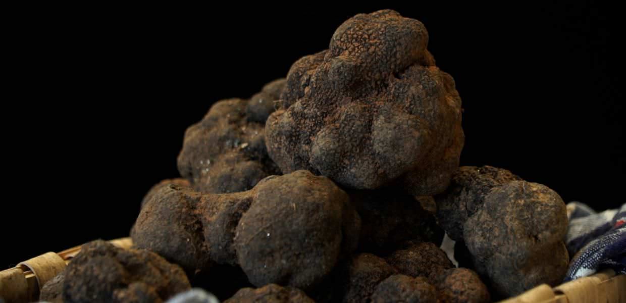 Cibo, il punto sulla stagione del tartufo