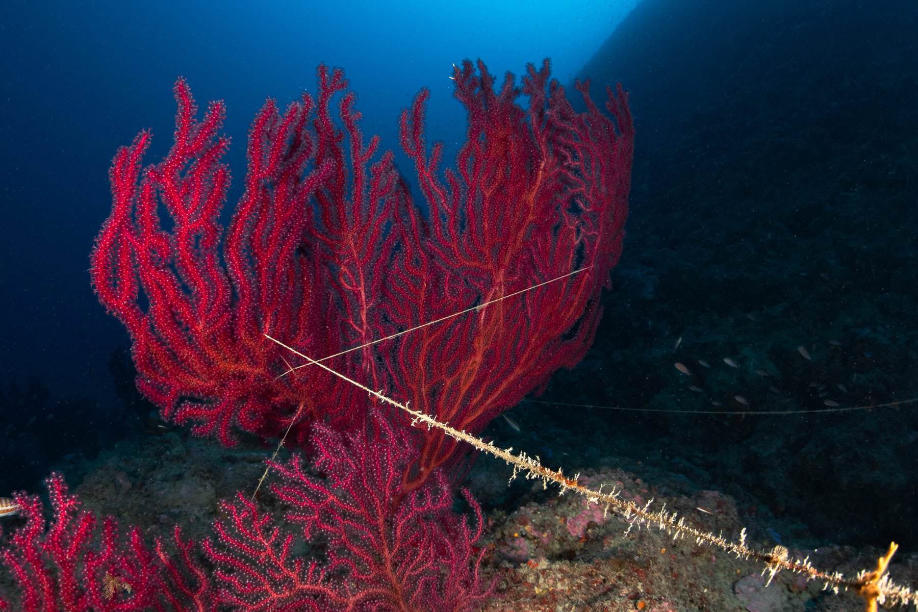 Reti fantasma, WWF. "Quasi 1 milione di tonnellate all'anno versate negli oceani"