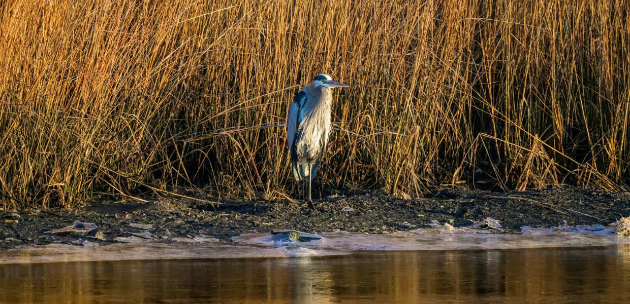 I PFAS sono più diffusi del previsto lo studio sugli uccelli migratori