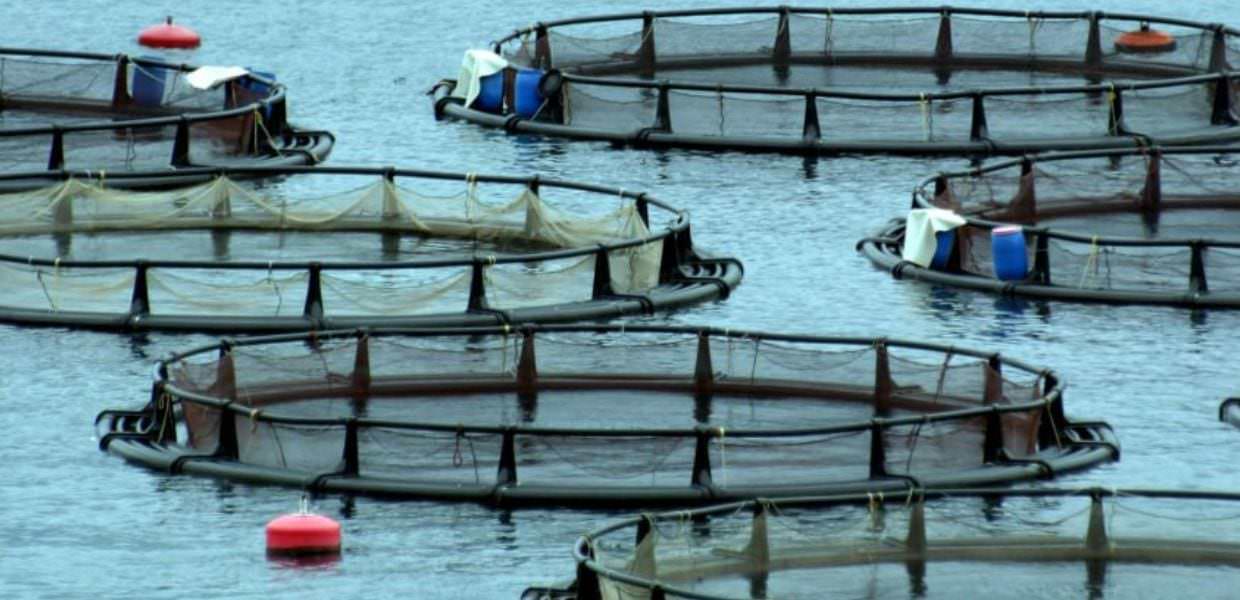 La fuga di 27mila salmoni norvegesi e la ricompensa per riportarli indietro