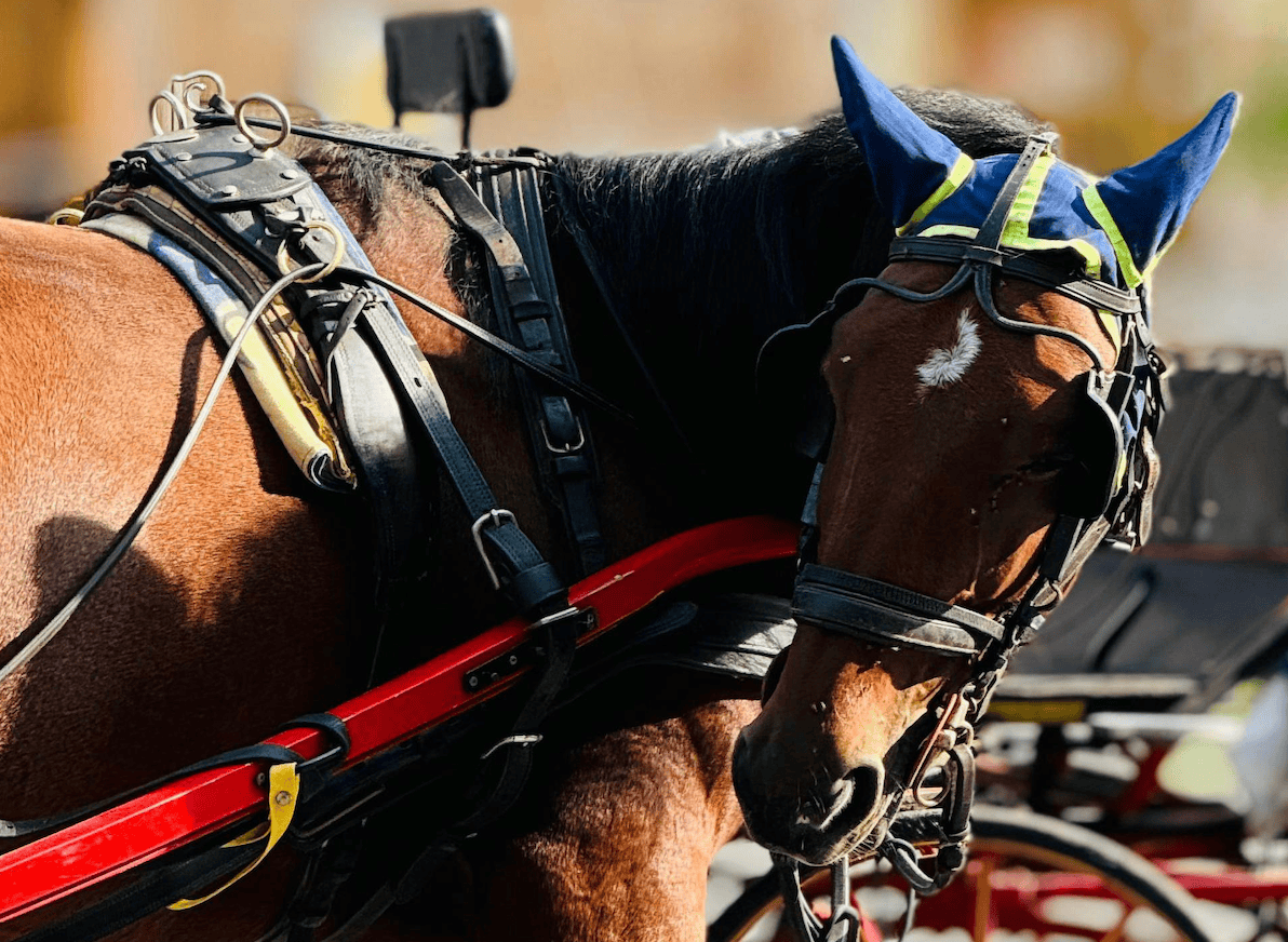 Malaga abolisce le botticelle trainate dai cavalli entro il 2025, vittoria degli animalisti