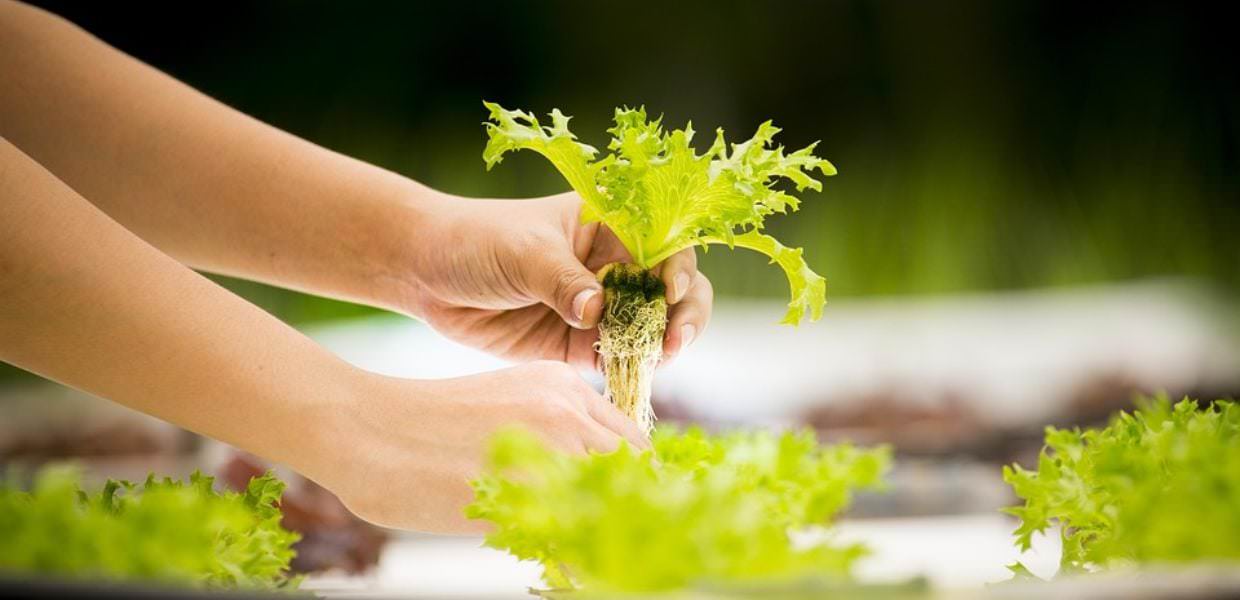 Verdure coltivate nello spazio la scoperta che apre nuovi orizzonti **Mani che piantano lattuga coltivata nello spazio. Una scoperta rivoluzionaria per l'agricoltura e l'esplorazione spaziale.**