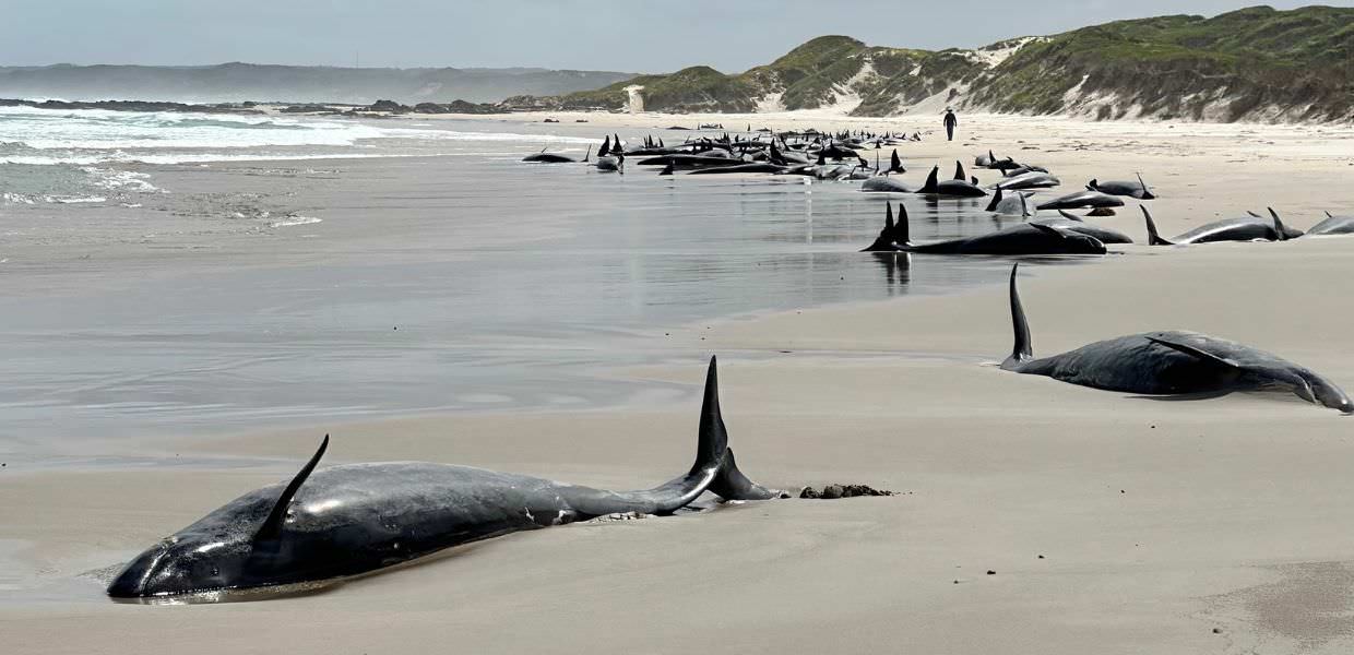 Australia, oltre 150 pseudorche muoiono spiaggiate | VIDEO Spiaggiamento di oltre 150 pseudorche in Tasmania, Australia. Immagine straziante di numerosi cetacei morti sulla spiaggia di sabbia. Tragedia ambientale.