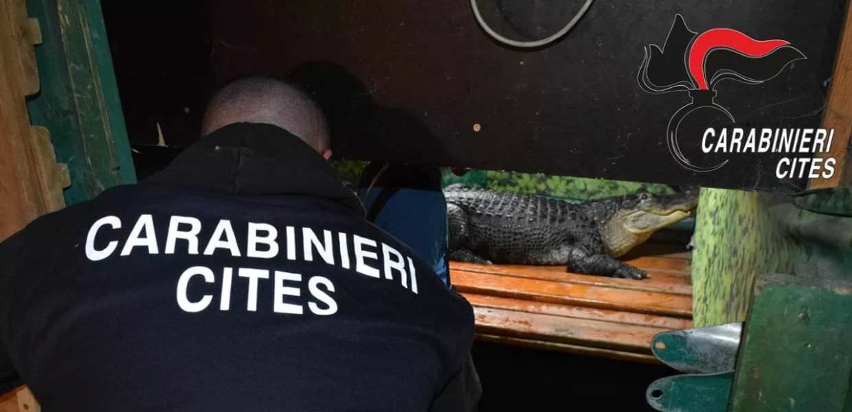 Circo Lidia Togni di nuovo nella bufera: sequestrati due alligatori e un pitone