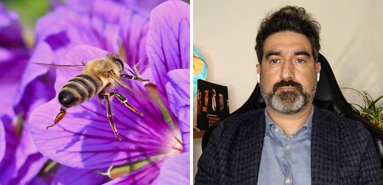 Ape su fiore viola e uomo in primo piano, simboli della lotta per la natura e la biodiversità in vista della COP16.