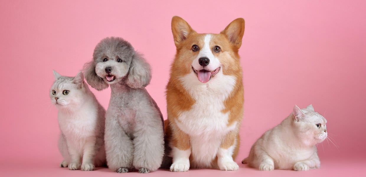 Animali in Costituzione: tre anni dopo tante parole ma pochi fatti