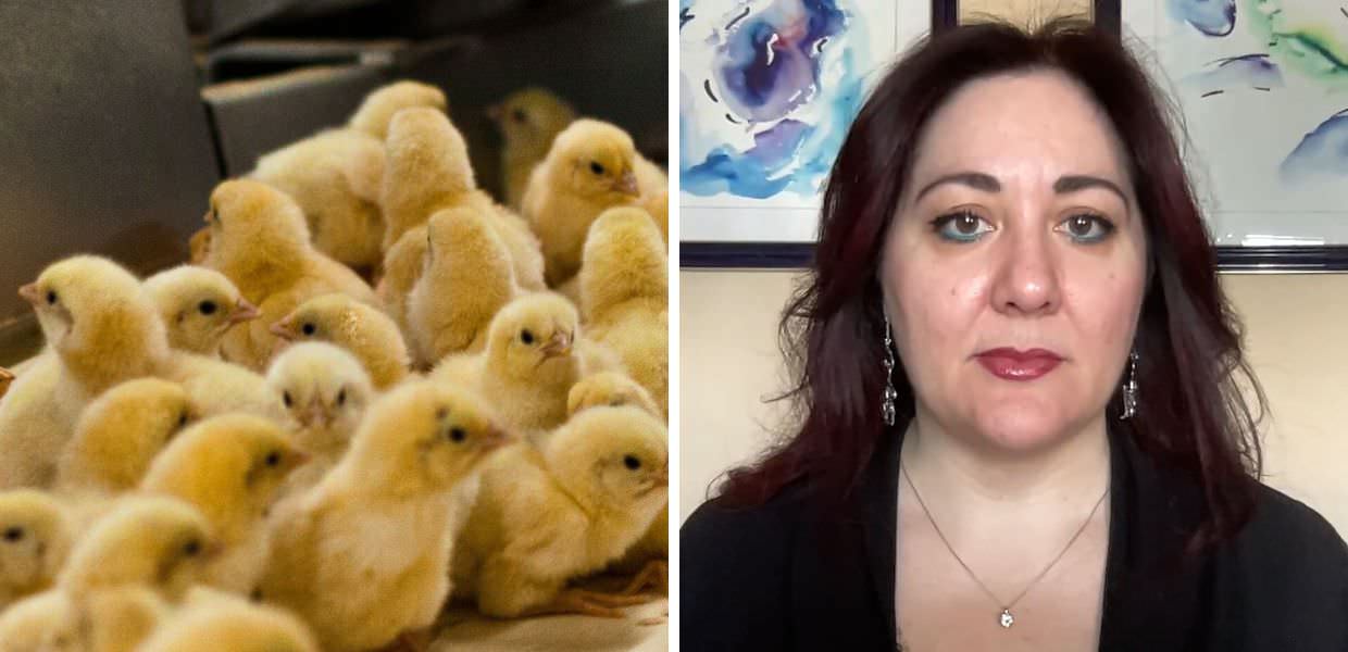 Pulcini maschi uccisi, Animal Equality Italia: "Una mattanza senza fine"