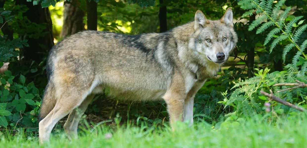 Declassamento del lupo in Europa, accolti i ricorsi degli ambientalisti Lupo grigio in un bosco, ritratto a lato. Simbolo di natura selvaggia e dibattito ambientalista. #lupo #natura #ambiente #wildlife