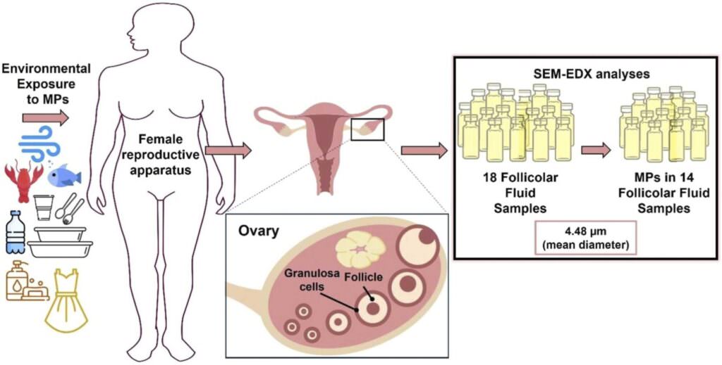 microplastiche fertilità studio