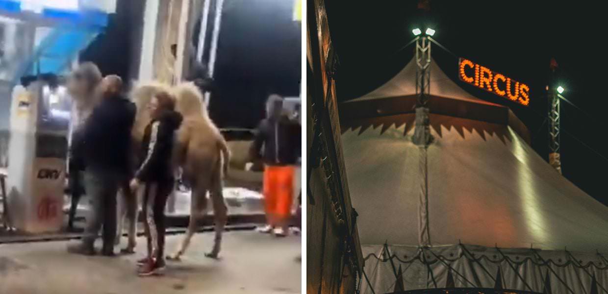 Cammello morto a Napoli, gli animalisti presentano un esposto