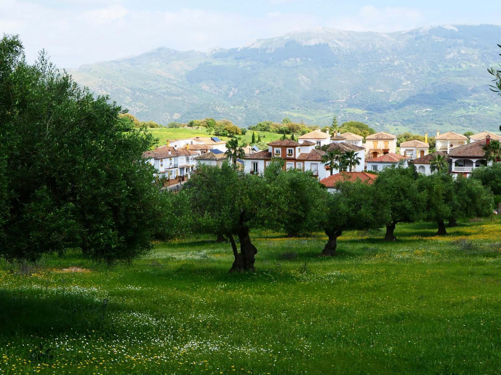 Olio d'oliva, in 15 anni -38% di produzione Made in Italy