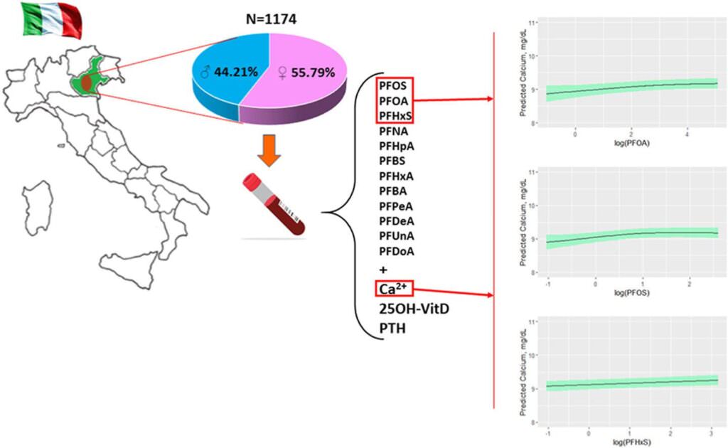 pfas ossa calcio vitamina D