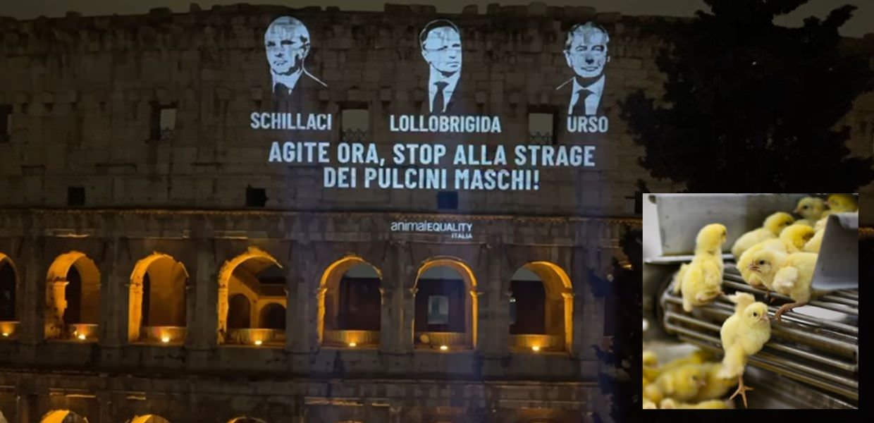 Pulcini maschi uccisi, l'appello di Animal Equality Italia **Proposta 1 (147 caratteri):** >Proiezione a Roma: Animal Equality Italia denuncia la strage di pulcini maschi. Immagini di Schillaci, Lollobrigida e Urso con l'appello Agite ora!. #AnimalEquality #PulciniMaschi **Proposta 2 (128 caratteri):** >Animal Equality Italia: protesta contro la strage di pulcini maschi a Roma. L'appello ai politici proiettato sul Colosseo. #salviamoipulcini #animalia Entrambe le opzioni sono concise, descrittive, includono hashtag rilevanti e rispettano il limite di 150 caratteri. La scelta tra le due dipende dalla priorità che si vuole dare agli aspetti della protesta.