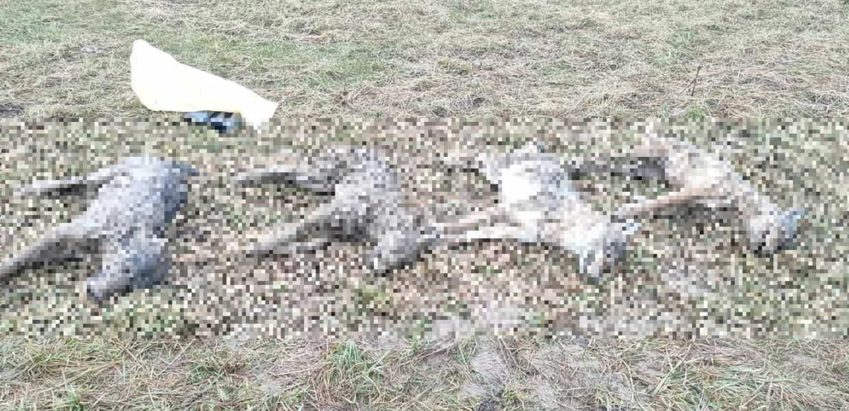 Trentino, quattro lupi morti avvelenati. Gli ambientalisti: "Un fatto gravissimo"