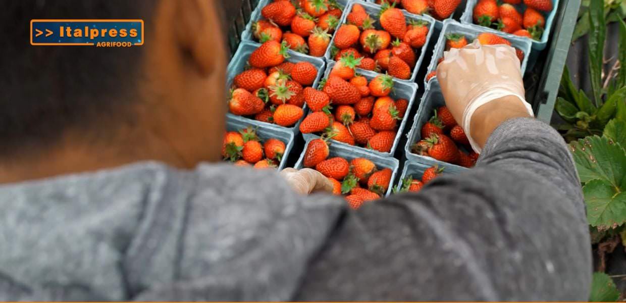 Ecco una descrizione alternativa SEO-friendly per l'immagine `Agrifood-Magazine.jpg`:

Raccolta fragole biologiche.  Agrifood Magazine: articolo su agroalimentare, granchio blu e Parmigiano Reggiano. #agricoltura #biologico #fragole