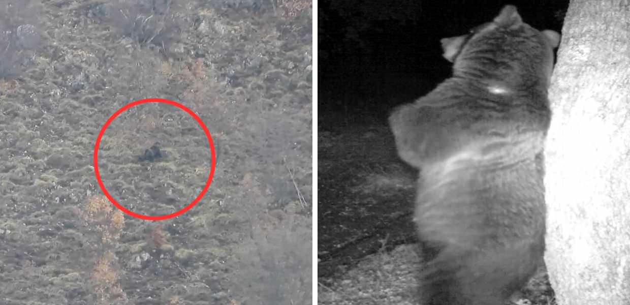 Parco d'Abruzzo, gli orsi escono dal letargo | VIDEO