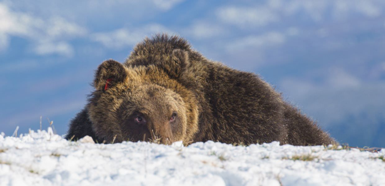 Orso Juan Carrito, risarcito con 18.000 euro l'uomo che lo investì