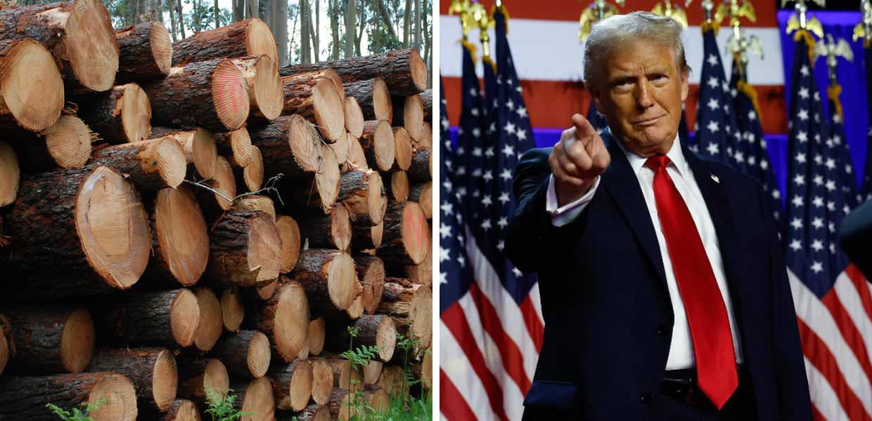 USA, Donald Trump vuole abbattere milioni di alberi **Donald Trump e la deforestazione: milioni di alberi a rischio negli USA.**