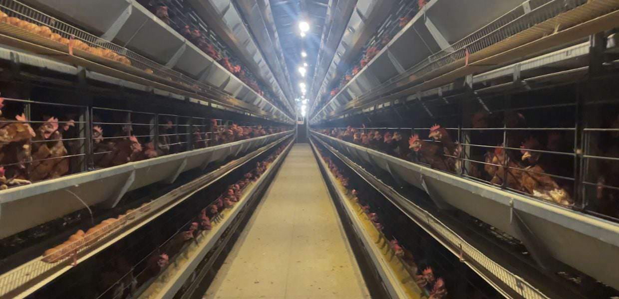 Essere Animali: "Ecco come vivono le galline ovaiole"