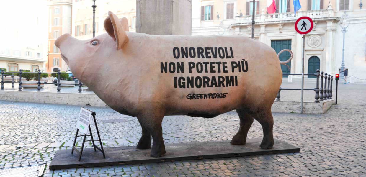 Roma, maiale "invade" il Parlamento: la protesta di Greenpeace Italia | VIDEO