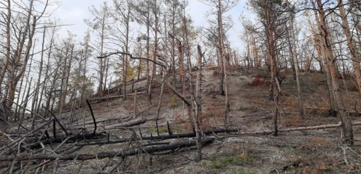 guerra ucraina foreste