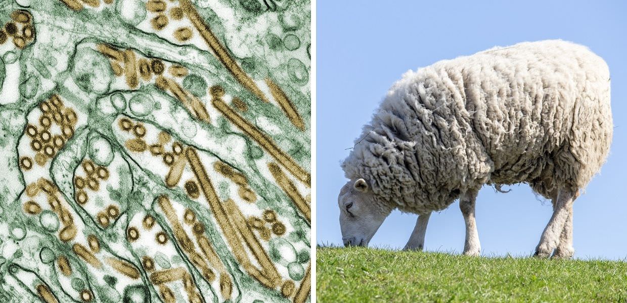 Influenza aviaria in Europa, primo caso in una pecora