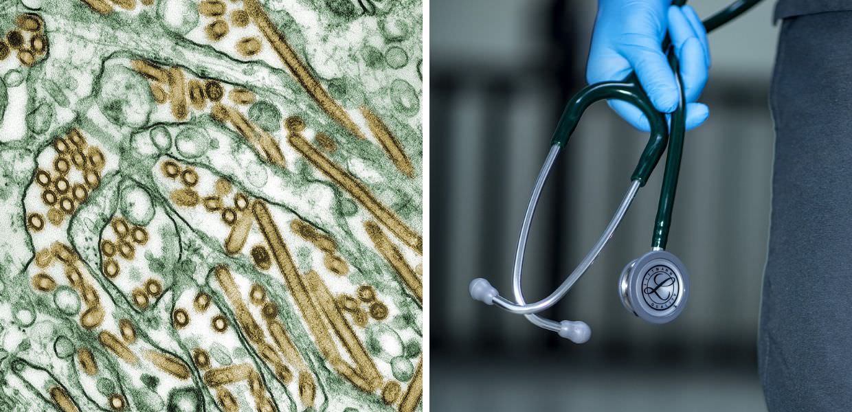 Influenza aviaria, 964 casi umani tra il 2003 e il 2025. Ecco come evitare il contagio