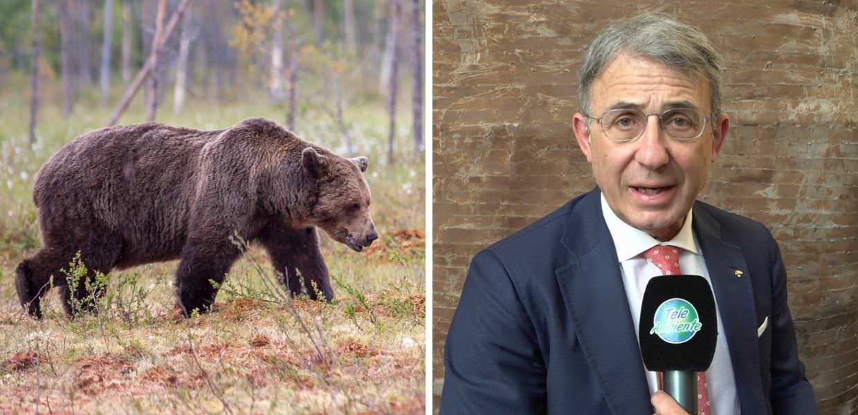 Quale strategia per la gestione degli orsi in Italia? Il convegno alla Camera dei Deputati