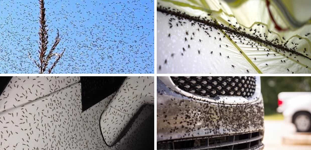 orbetello moscerini fertilizzanti