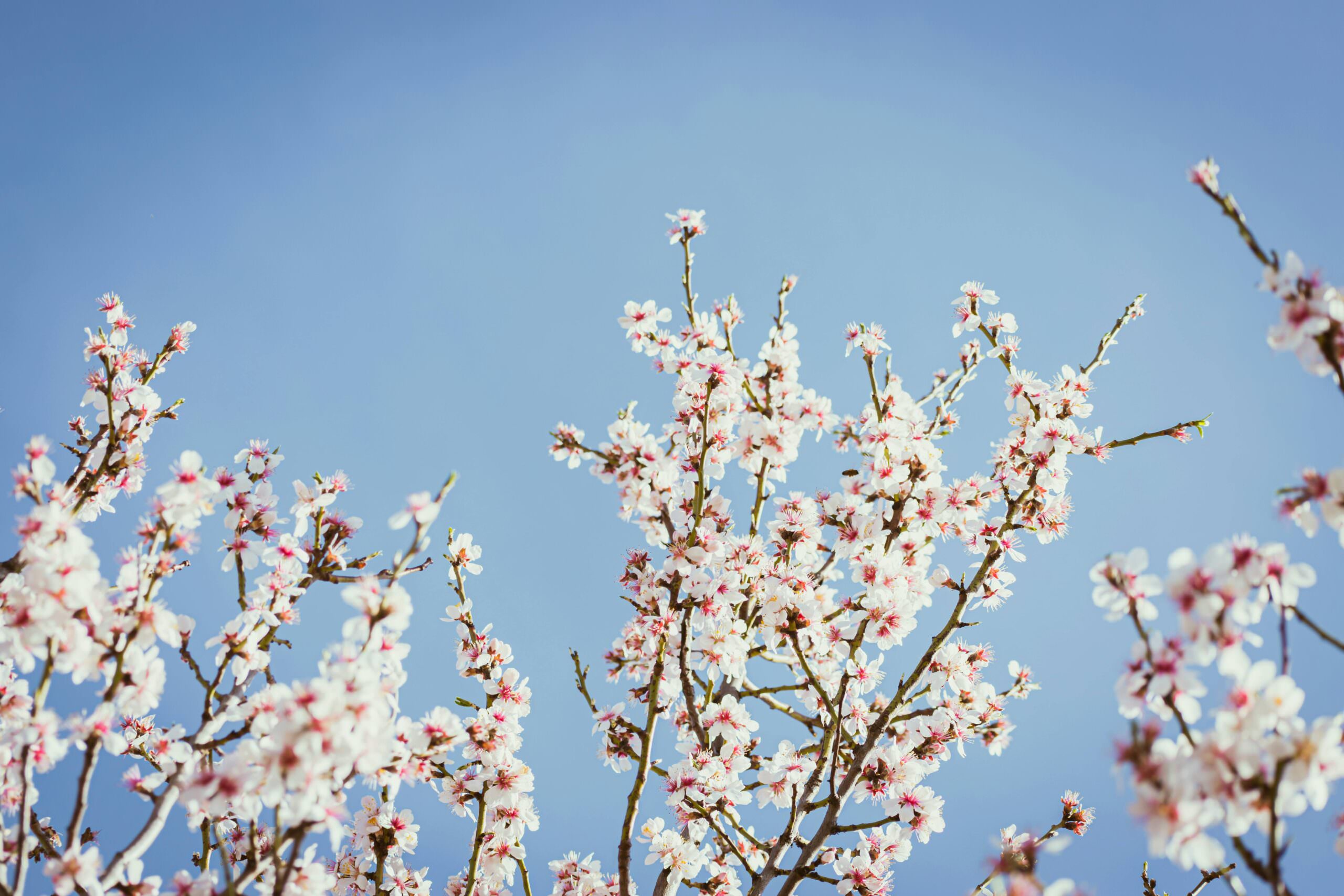 Ecco una descrizione alternativa SEO-friendly per l'immagine `pexels-nikiemmert-16439597-scaled.jpg`, adatta per la pagina Mandorli in fiore con 20 giorni di anticipo in Spagna, ecco perché.:

`Mandorli in fiore in Spagna, fioritura precoce di 20 giorni.  Fiori bianchi e rosa contro un cielo azzurro. Primavera anticipata.`