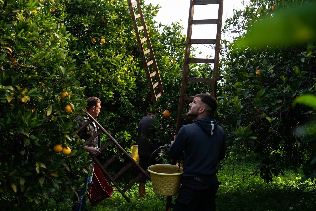 "Sosteniamo l'agricoltura", NaturaSì dichiara in etichetta quanto viene pagato l'agricoltore
