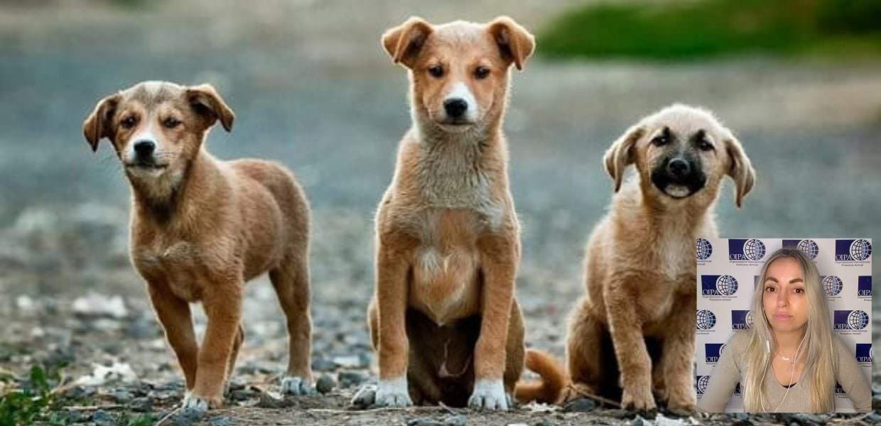 Sicilia, disegno legge randagismo: tre cuccioli di cane in primo piano, protesta animalisti con Claudia Taccani.
