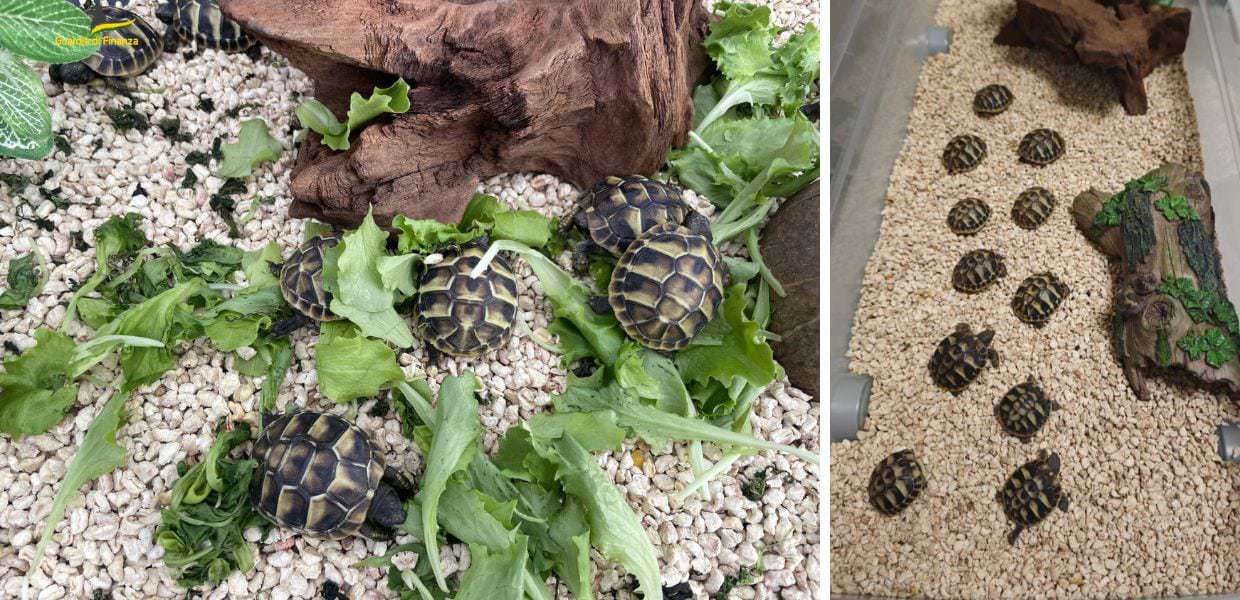 In viaggio con rare tartarughe nascoste in auto: uomo denunciato