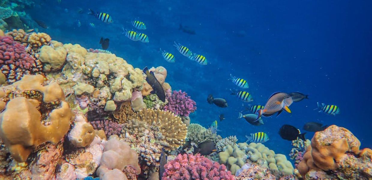Coralli a rischio, oltre l’80% colpito dallo sbiancamento per lo stress termico
