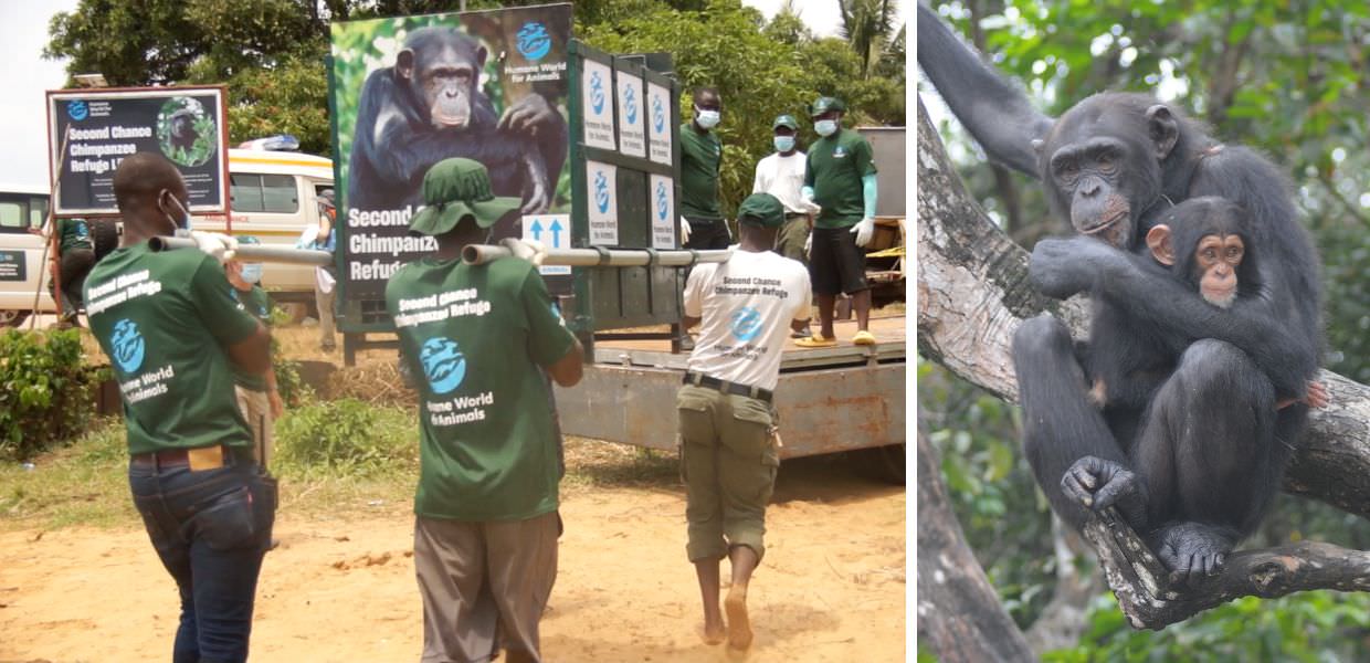 Africa, nuova vita per gli scimpanzé salvati dai laboratori | VIDEO