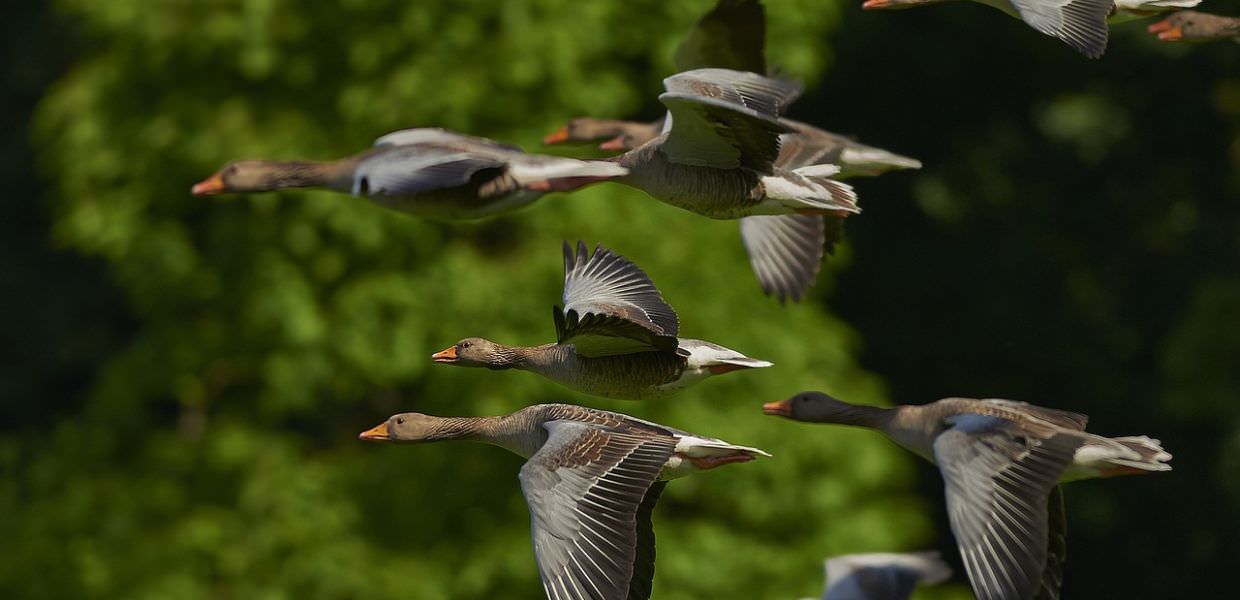 Caccia in Italia, 32 milioni di uccelli uccisi in sei anni