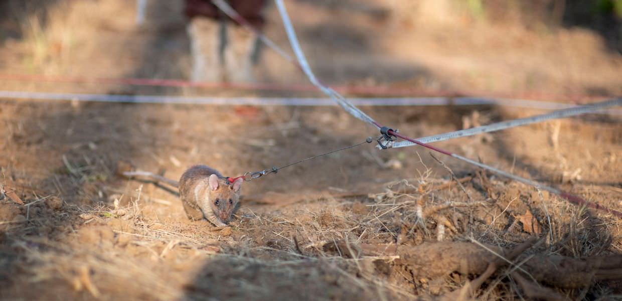 Cambogia, ratto eroe disinnesca oltre 100 mine antiuomo