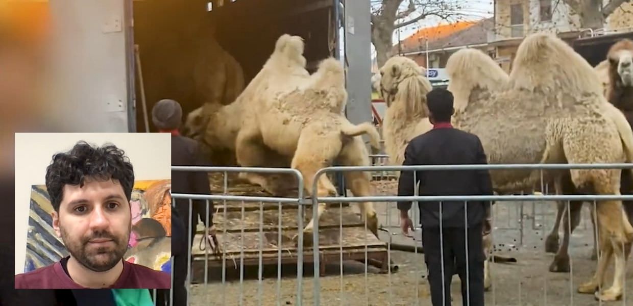 Circhi con animali in Italia, nuova inchiesta choc della LAV | VIDEO