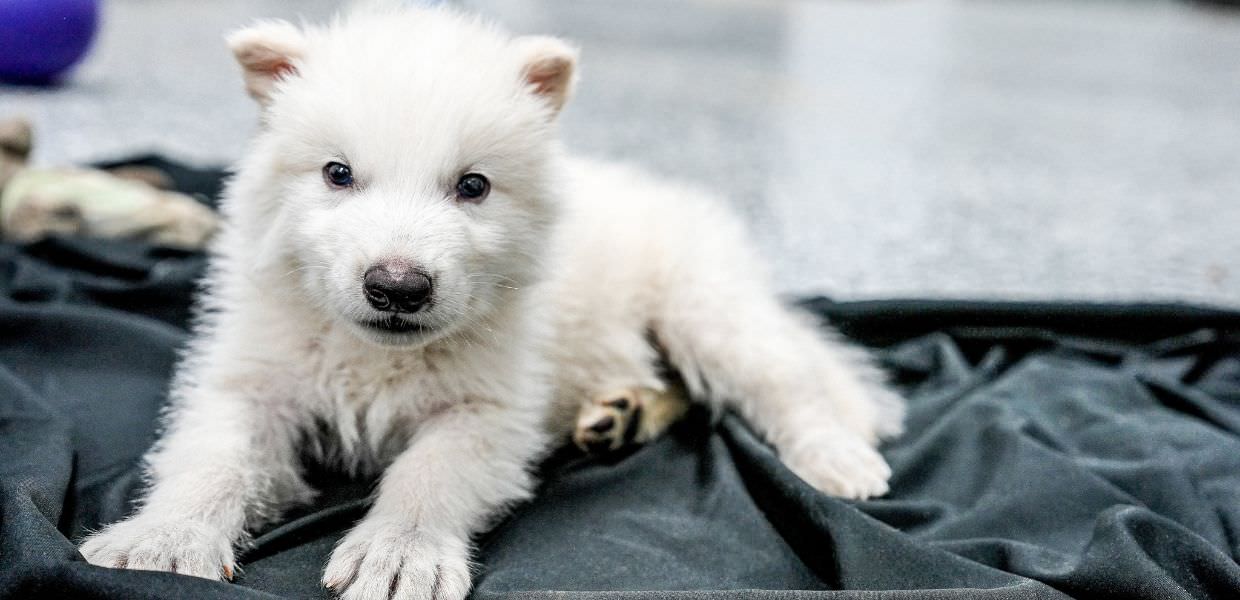 Scienza, riportato in vita lupo estinto 10.000 anni fa | VIDEO