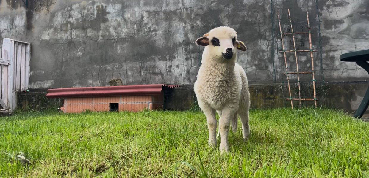 Pasqua 2025, la nuova vita dell'agnello Nino salvato dal macello