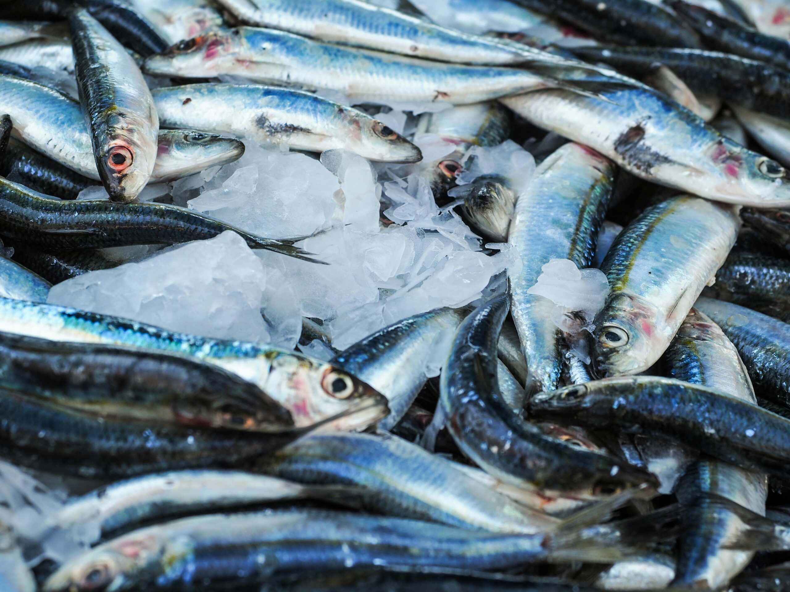 Pesca, in 10 anni 2 miliardi di danni a causa della crisi climatica