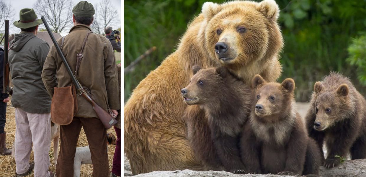 Slovacchia, via libera all'abbattimento di 350 orsi