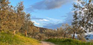 A Foligno (Pg) pedalata, passeggiata e degustazione, per un nuovo appuntamento di oleoturismo, olivi