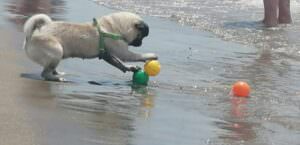 A Maccarese (Roma) riapre Baubeach la spiaggia per cani e persone, con tante attività, cane gioca in spiaggia